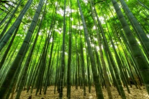the-wood-element-and-spring