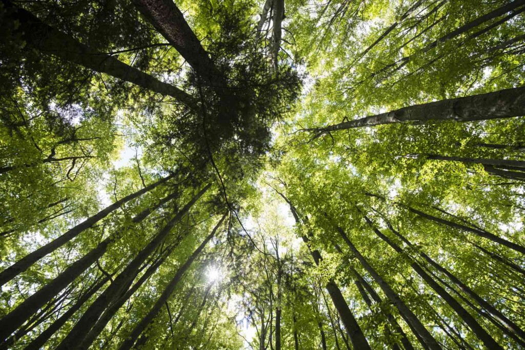 deep-ecology