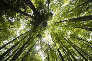 deep-ecology