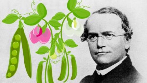 gregor-mendel