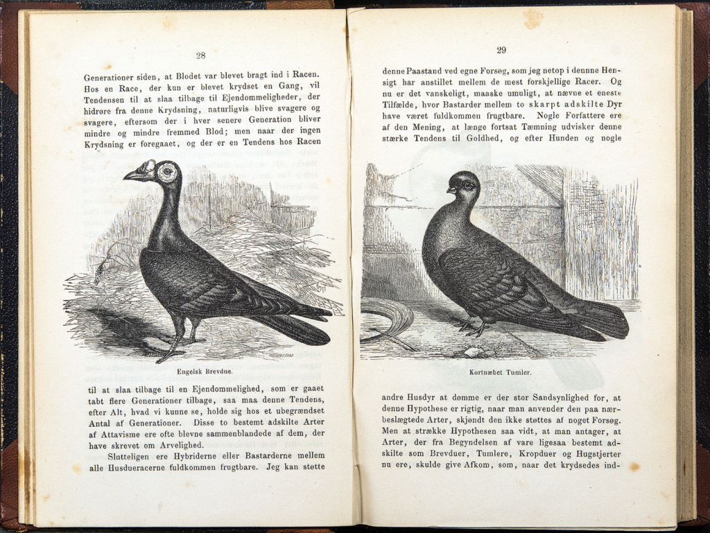 the-origin-of-species