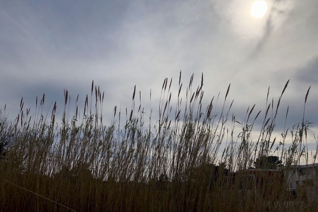 reeds-in-the-wind