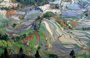 Ecology-in-Contemporary-Art