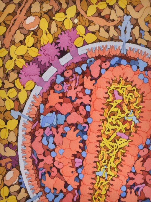 HIV transmission