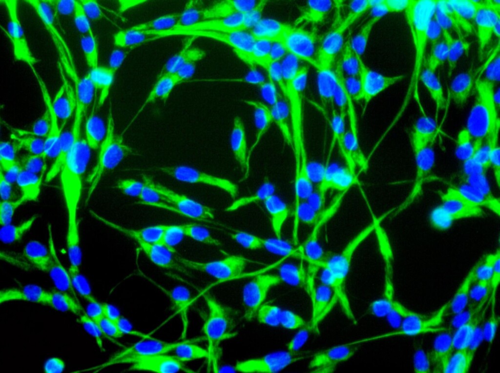 stem cell ethics