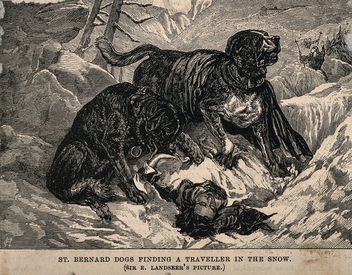 Two-St.-Bernard-dogs-find-an-unconscious-man-in-the-snow-and-alert-the-rescue-party-of-his-presence.-Wood-engraving-by-C.H.