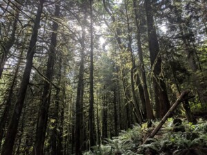 Forest-bathing