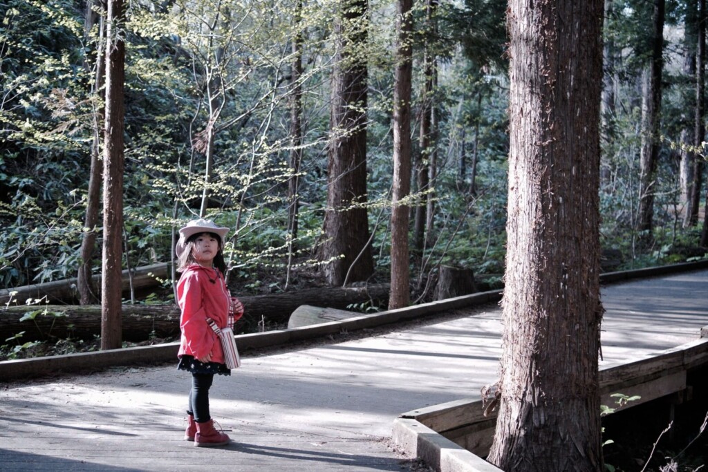 Forest bathing