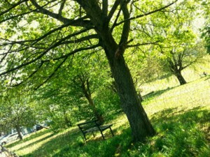 Nature-as-therapy