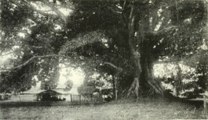 The-forest-in-mythology